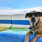🔥🐶2026 Summer Hot Sale 49% OFF🧊Pet Cooling Ice Silk Mat – Summer Cooling Pet Bed Pad for Dogs and Cats, Breathable Washable Sleeping Cushion for Indoor and Outdoor Use, Lightweight Cooling Crate and Sofa Pet Mat