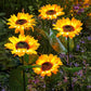 ⏳Time-Limited Special Price: ￡9.99!!⏰ LuminaBloom™ Solar Sunflower Garden Stake Lights 🌻 | Waterproof 🌧️ | No Wiring💡